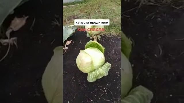 березовый деготь-чистая капуста! смотреть онлайн