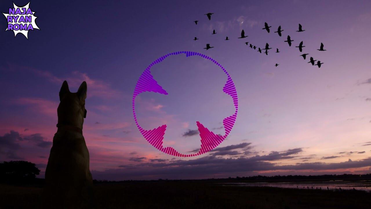 Видео-пост про бродячих собак и меры предосторожности при столкновении с ними смотреть онлайн