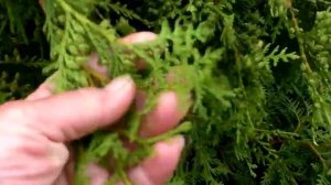 Не капризные хвойные деревья в саду. Западная туя  Брабант и  Голден Брабант.