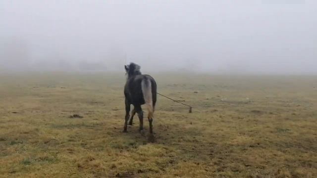 ОБЗОР ЦЫГАНСКИХ ЛОШАДЕЙ, ПРОДАЖА И ДОСТАВКА ЛОШАДЕЙ ПО БЕЛАРУСИ??? смотреть онлайн