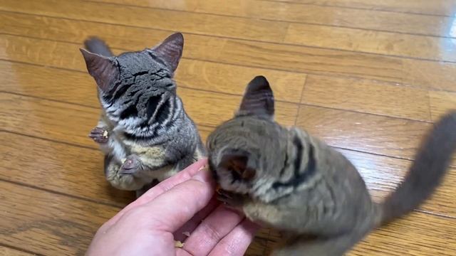 Bushbaby Plum's Growth Diary ショウガラゴ プラムの成長日記 #646 смотреть онлайн