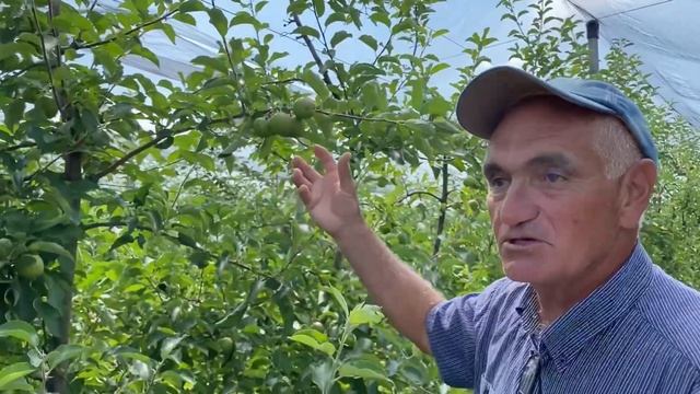 Выбираем сорта яблонь для дачи/Домашний сад смотреть онлайн