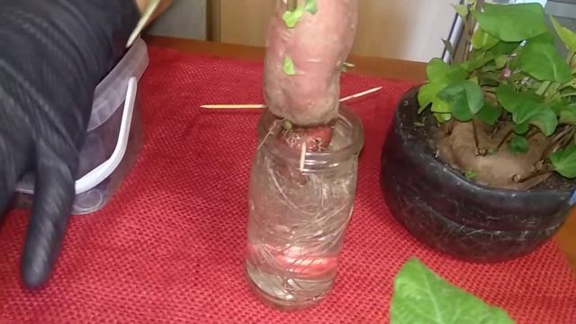 Батат. Интенсивный метод получения рассады. смотреть онлайн