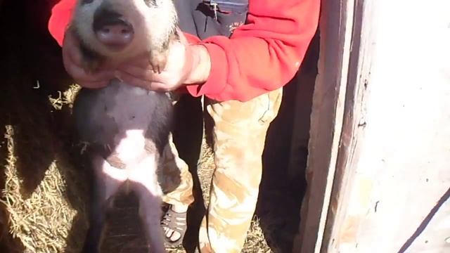 выращивание поросят,сравниваем 2 месячных и новорождённых смотреть онлайн