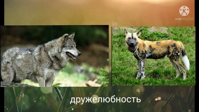 степной волк против гиеновидной собаки смотреть онлайн