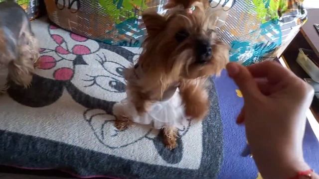 Дрессировка Йорков/Команды и Вкусняшки.. смотреть онлайн