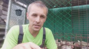 ГДЕ ПОКУПАТЬ ИНКУБАЦИОННОЕ ЯЙЦО БРОЙЛЕРА И ПОРОДИСТОЙ ПТИЦЫ.