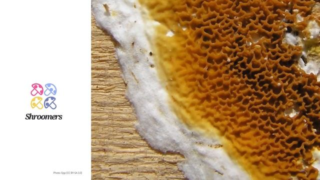 Dry rot (Serpula lacrymans) | Scientific Mushroom Profile | Shroomers смотреть онлайн