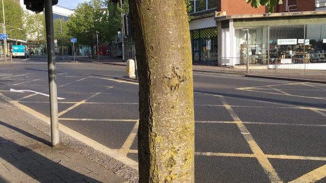 Whitebeam (Sorbus aria) - trunk - May 2018