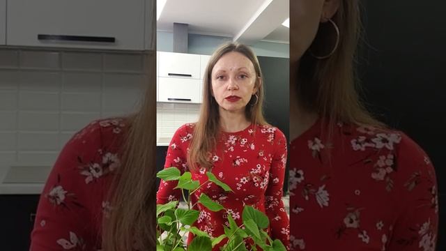 Когда высаживать батат на проращивание смотреть онлайн