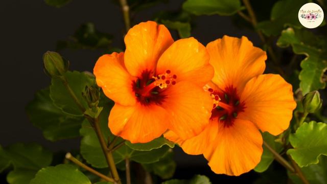 Rosa china, hibiscus, cuidados🌺#jardin #plantas #flores смотреть онлайн