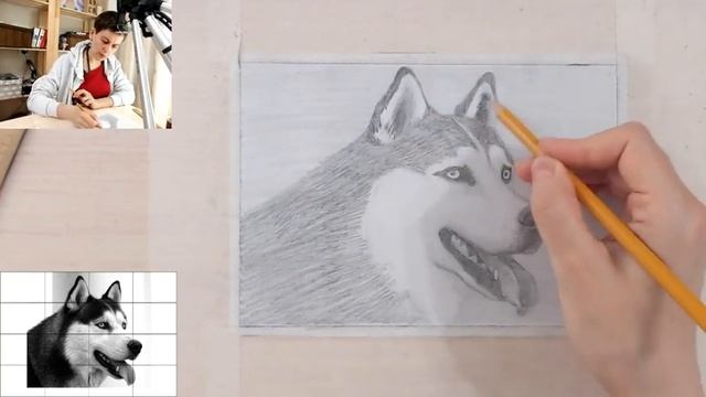 Как нарисовать собаку карандашом. Хаски смотреть онлайн