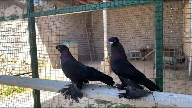 Узбекские голуби - жуки смотреть онлайн
