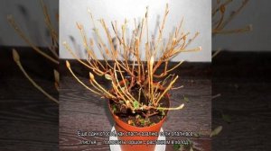 Как реанимировать азалию в домашних условиях