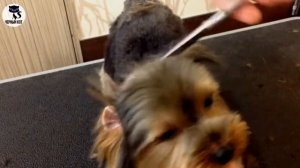 ✔ Йоркширский терьер, плюсы и минусы породы, с которыми столкнётся владелец собаки