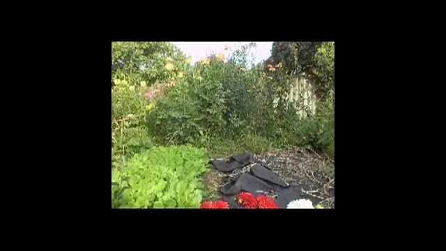 Бордюрные георгины.mp4 смотреть онлайн