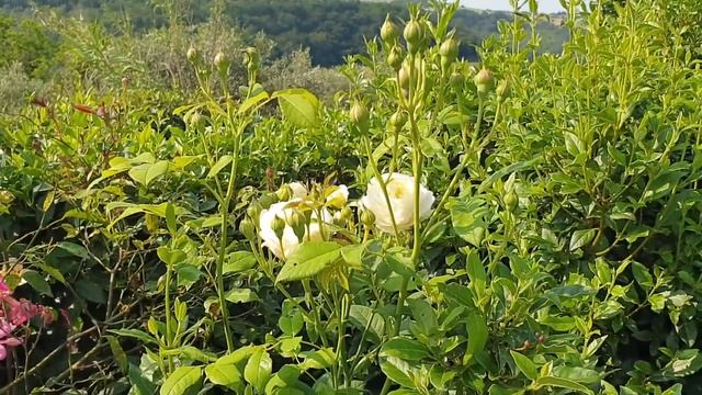 Розы, жасмин, гортензии, шалфей... июнь в моём саду под солнцем Тосканы и его окрестностях смотреть онлайн