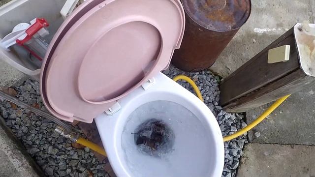 My 2015 Jika Lyra Flushes Leaves