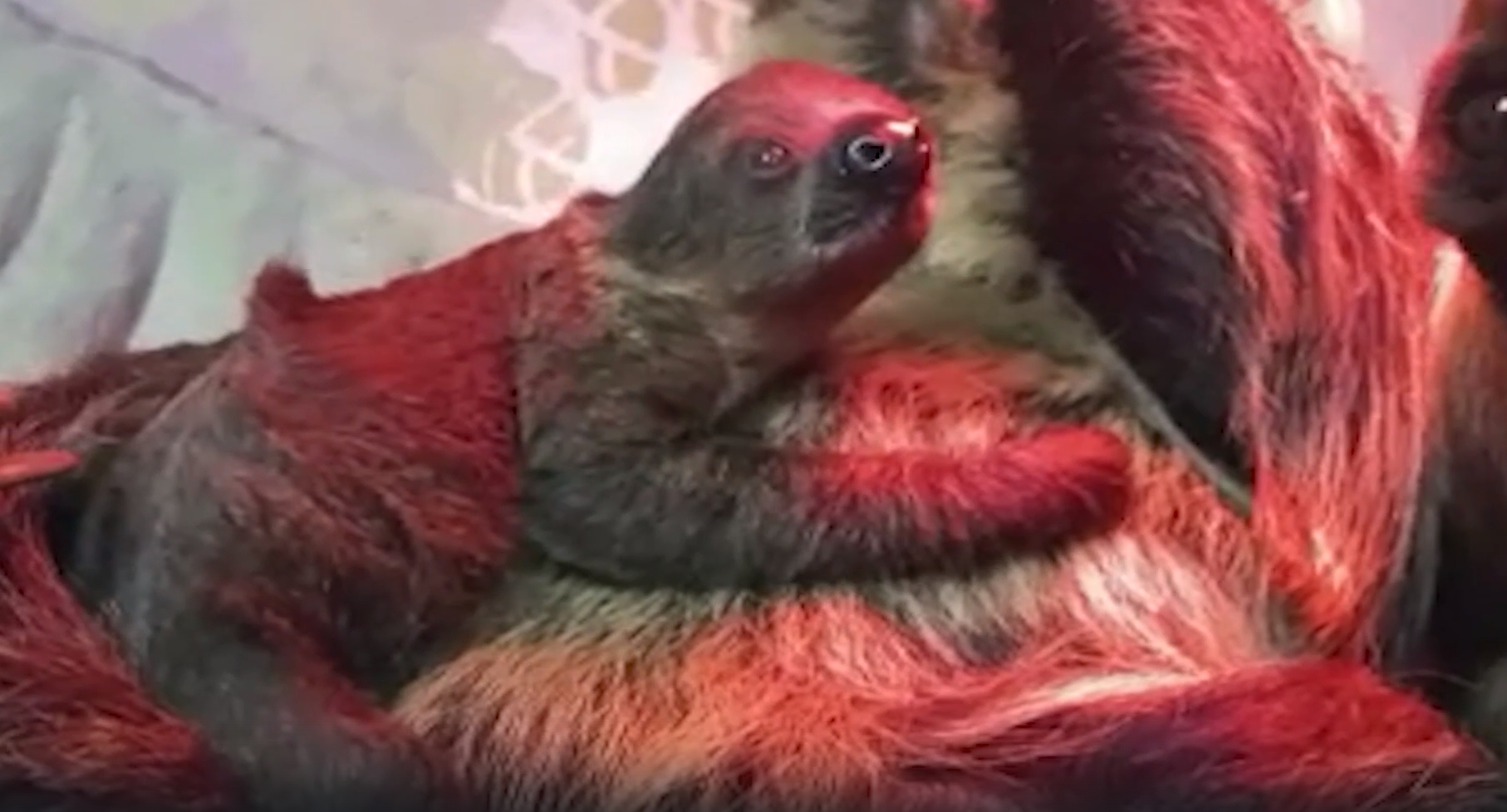 ЗВЕРИНЫЙ БЭБИ-БУМ смотреть онлайн