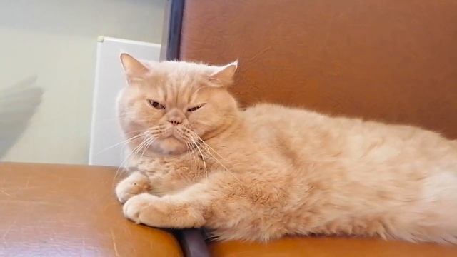 Говорящий попугай любит приставать к коту смотреть онлайн