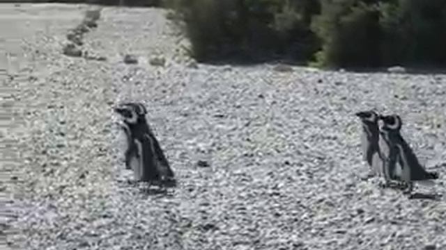 March of the Penguins - Punto Tombo смотреть онлайн