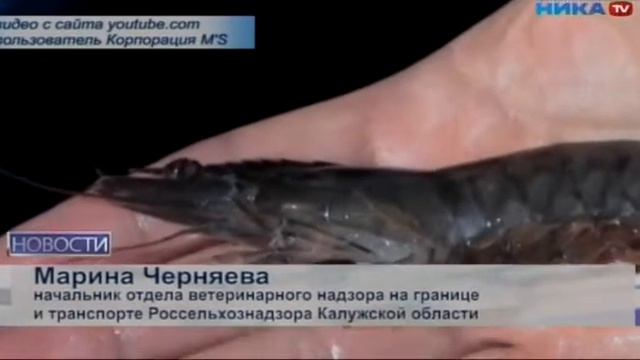 Креветки будут выращивать в Малоярославецком районе