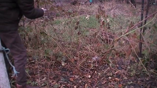 Обрезка ежевики на зиму смотреть онлайн