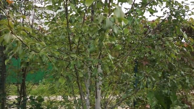 Груша сорта смотреть онлайн