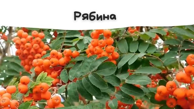 3 варианта. Страница 46. Окружающий мир 3 класс, часть 1. смотреть онлайн