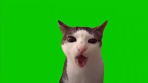 кот жует на зеленом фоне