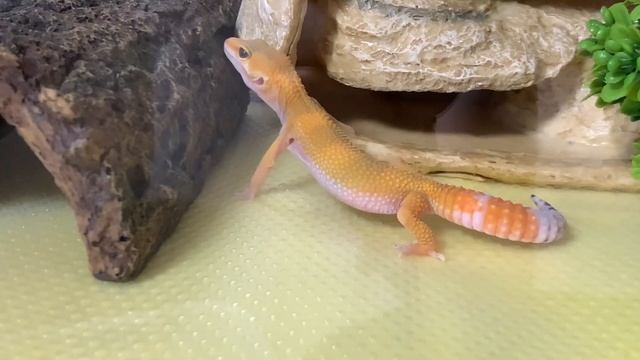 Эублефар | Собираем террариум