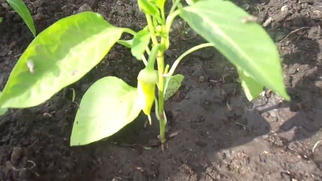 16 КУСТОВ ПЕРЦА НА ОДНОМ МЕТРЕ ЗЕМЛИ - ВЫСАЖИВАЮ КАРЛИКОВЫЙ СОРТ ВИННИ ПУХ. Ольга Чернова. смотреть онлайн