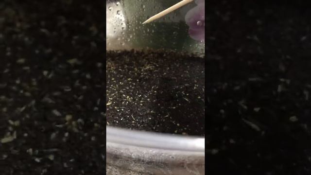 ВЫРАЩИВАНИЕ КАКТУСОВ ИЗ СЕМЯН смотреть онлайн