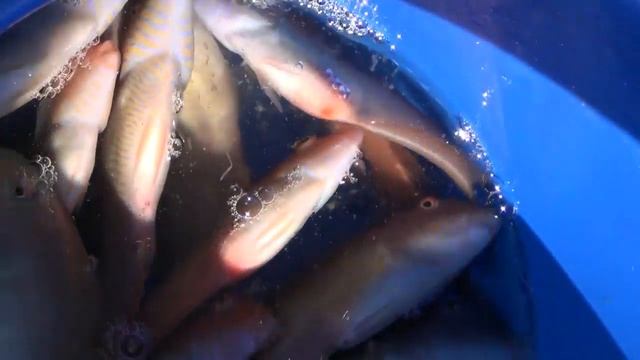 Рыбалка на Крите Бали смотреть онлайн