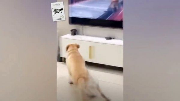 Compilation 67 JTP7 THE BEST COUB, Лучшие приколы 2023 ?? ржака просто невозможно представить себе