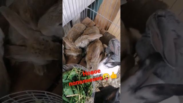 #держим#кроликов#надаче#крольчата#кролики#кролиководство#кроликинадаче#дачныйсезон#дачники#дача#хоз смотреть онлайн