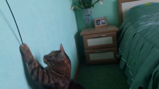 Киру чуть не укусил кот-леопард! Бенгальский кот. Играемся. смотреть онлайн