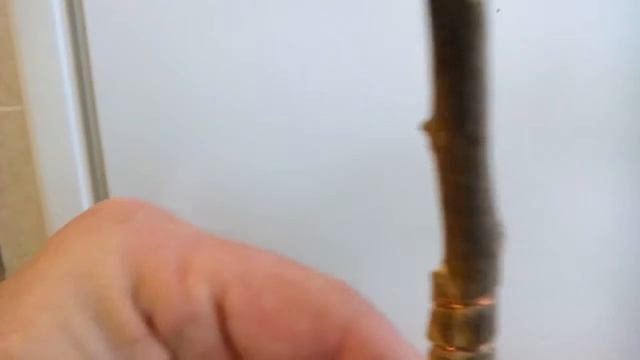 Кумкват Обовата: результати зрощення стволиків. смотреть онлайн