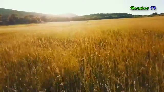 Пчёлы - важное звено в пищевой цепочке. Берегите и спасайте пчёл смотреть онлайн