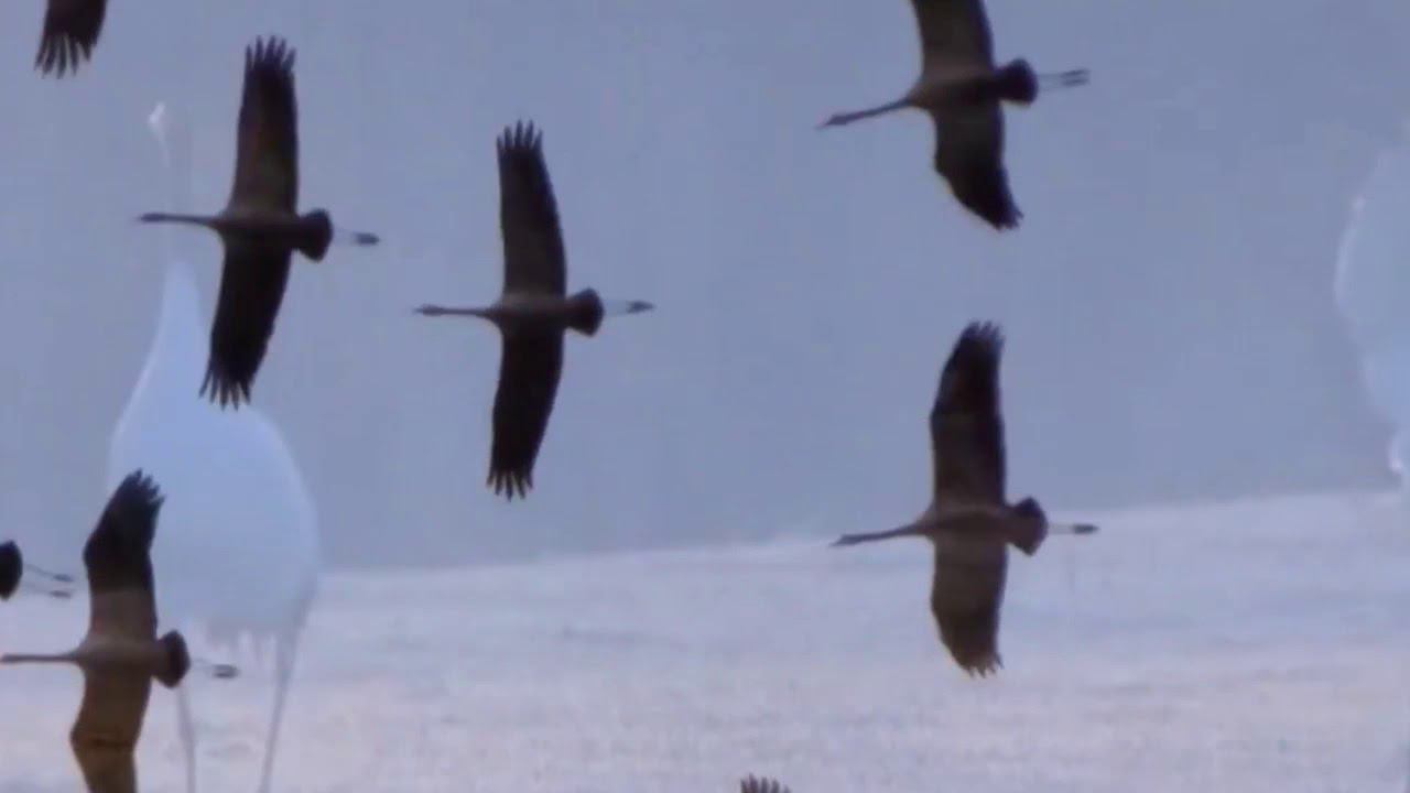 Летят над побережьем журавли.