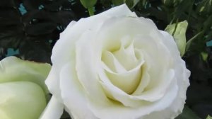 Мой Розовый Сад 2020г. Роза Пале Рояль (Palais Royal) - плетистая.