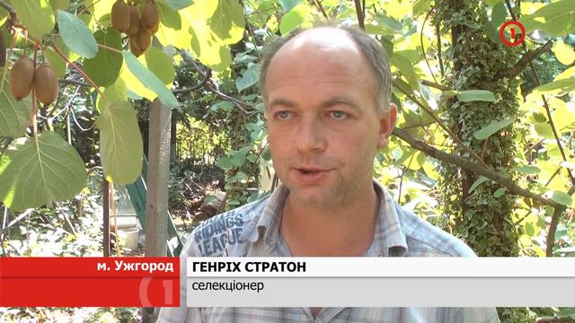Закарпатський ківі смотреть онлайн