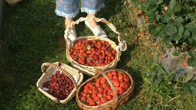 Урожай клубники и заготовка без сахара смотреть онлайн