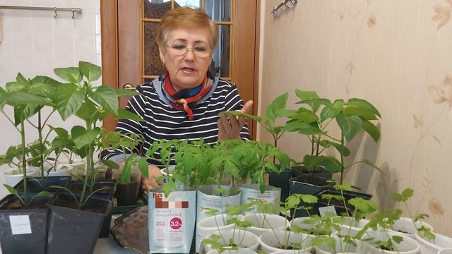 564. РАССАДА вытягивается. ЧТО ДЕЛАТЬ смотреть онлайн