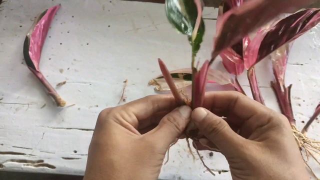 Stromanthe trioster care | How to grow stromanthe trioster plant смотреть онлайн
