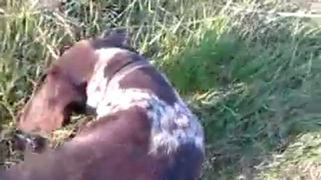 Собака кушает траву смотреть онлайн