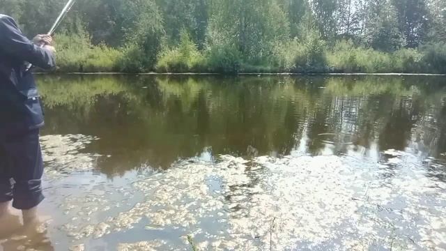 Рефтинское водохранилище . Отчёт о рыбалке 30июня - малорефтинкое водохранилище и 1июля - 3 речка.