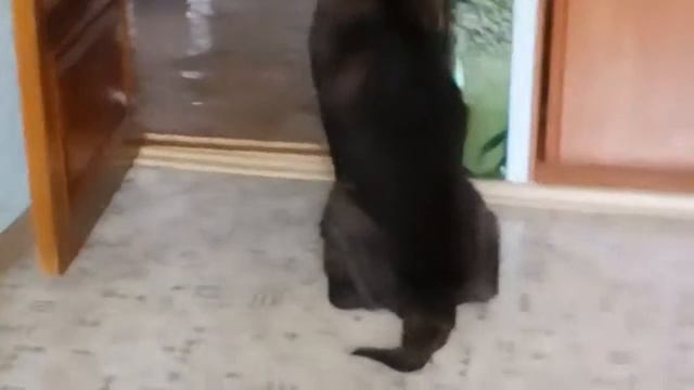 Наша Гималайская кошка Кнопа наша кошка старушка смотреть онлайн