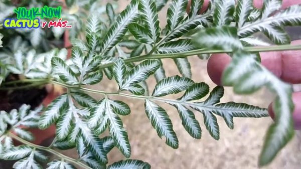 PTERIS ENSIFORMIS Helecho Cuidados Características y Mucho Más | Bien Explicado 🌵🐐❤️