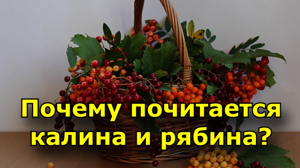 Почему почитается калина и рябина? Приметы о калине и о рябине – что говорят народные поверья